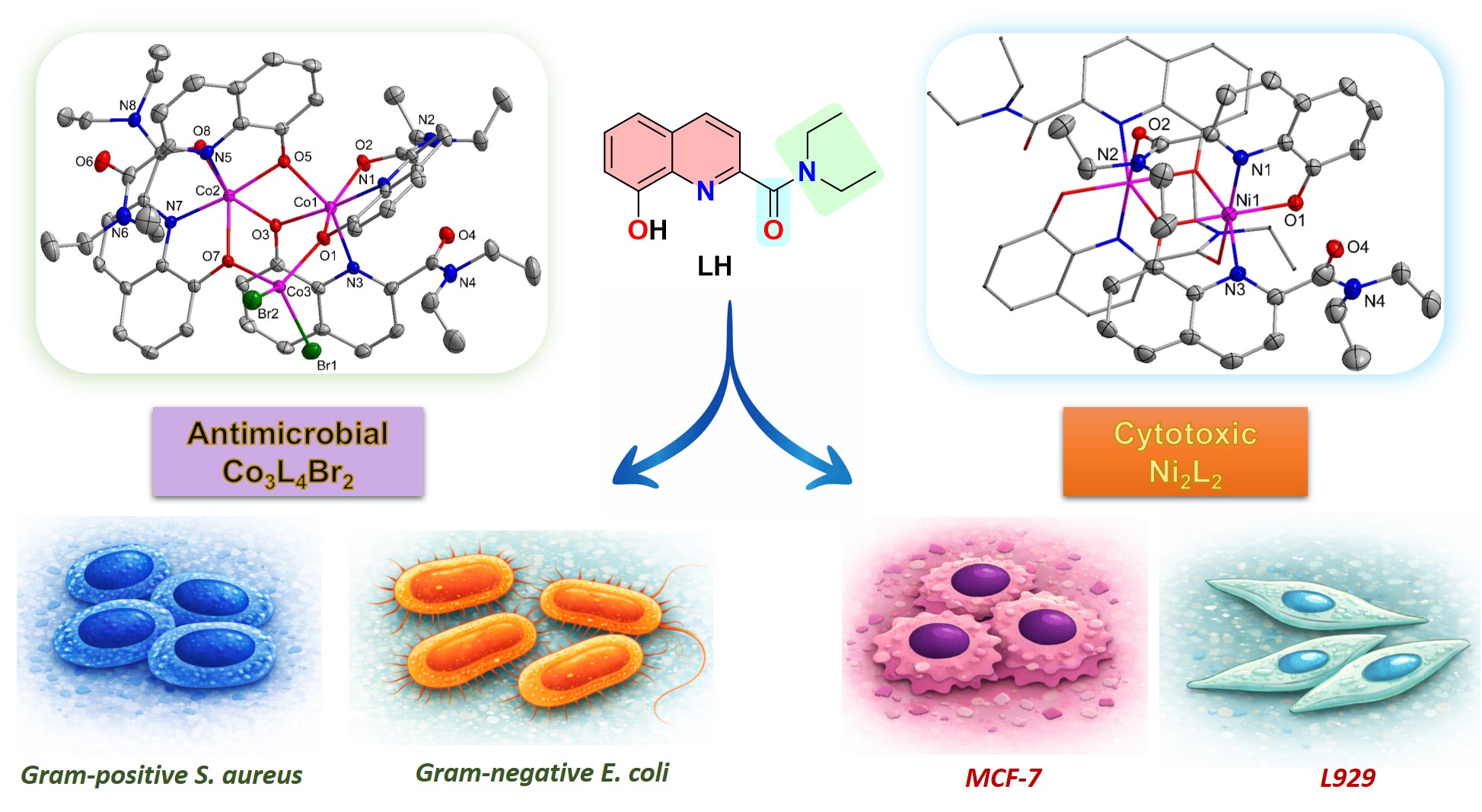 Structure activity relationship in antimicrobial and cytotoxic metal complexes