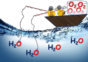 thumbnail for Utility of a ferrocene unit in a cyclometalated Cp*Ir(III) catalyst during water oxidation: Exploring bimetallic cooperativity